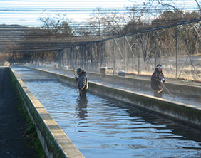 Cleaning raceway ponds