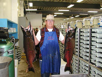Feather River Fall-run Chinook salmon