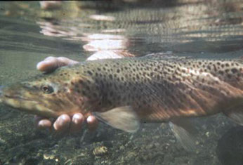 Brown Trout