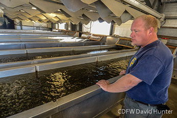 Observing young fish in the hatchery building