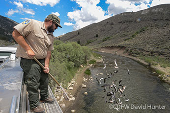 Stocking a local water
