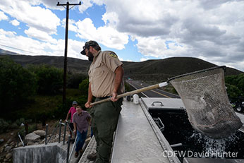 staff moving fish by net