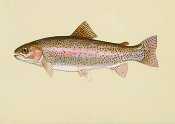 Kern River Rainbow Trout