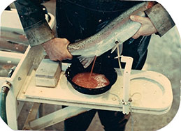Steelhead Egg Fertilization at Mad River Hatchery