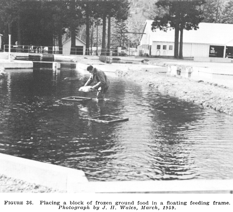 HFeeding fish 1959