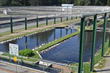 Mt Shasta Hatchery ponds