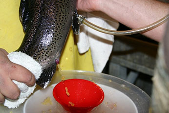 Air Spawning Female Trout