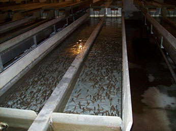 Fingerlings in hatchery troughs