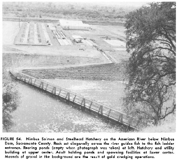 Nimbus fish ladder circa 1955