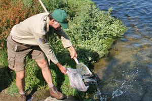 Hatchery worker planting trout
