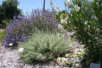 Native California vegetation gardens at San Joaquin Hatchery