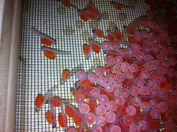 sterile Chinooke salmon eggs