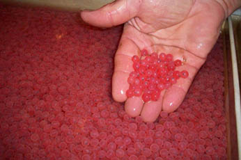 Healthy Salmon Eggs at Trinity River Hatchery