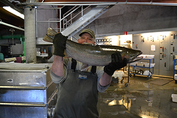 Adult Steelhead at Warm Springs Hatchery