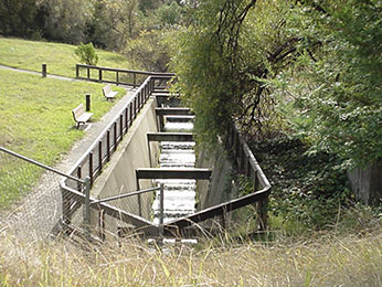 Fish Ladder at Warm Springs Hatchery