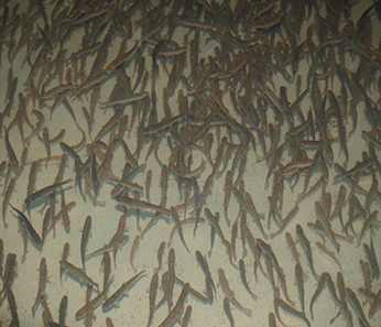 Juvenile Coho Salmon at Warm Spring Hatchery