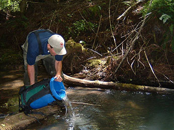 Staff Releasing Juvenile coho to a Russian River Tributary