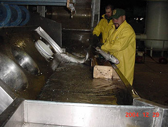 staff sorting and spawning adult fish