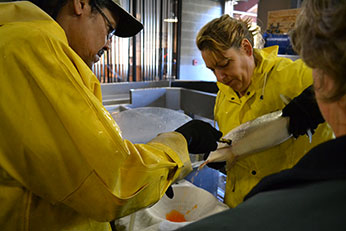 Staff colecting air spawning adult female steelhead