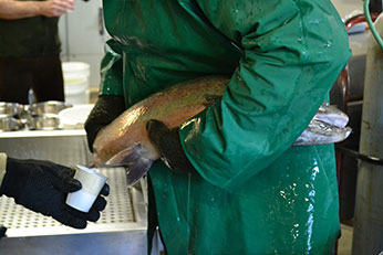 Staff Obtaining “milt” from male steelhead