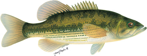 spotted bass illustration by Jeremy Taylor