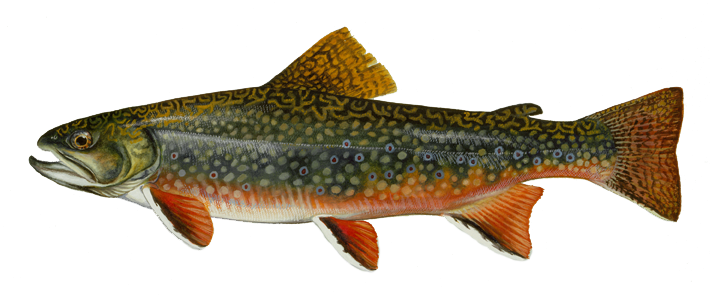 brook trout - a dark green to brown color with a marbled pattern