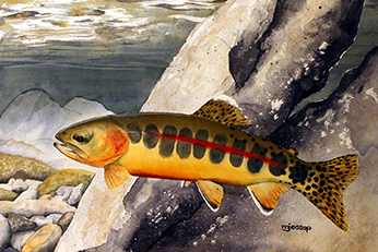 California golden trout watercolor