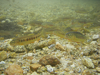 Underwater photo of a group of California golden trout