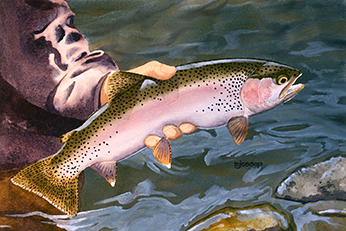 Eagle Lake rainbow trout watercolor