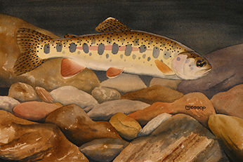 Goose Lake redband trout watercolor
