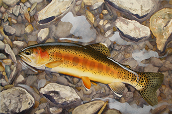 Little Kern golden trout watercolor by Mark Jessop of Troutfcin Studio