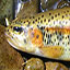 link to McCloud River Redband Trout information