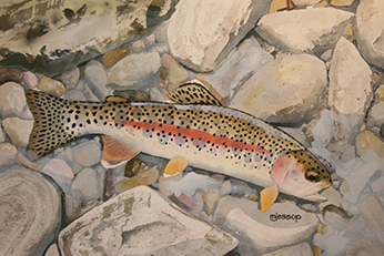 McCloud River redband trout watercolor by Mark Jessop