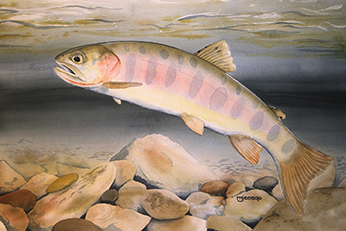 Paiute cutthroat trout watercolor