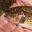 link to Warner Lakes Redband Trout information