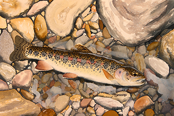 Warner Lakes redband trout watercolor
