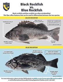 Flyer showing a black rockfish and a blue rockfish highlighting different ID markers