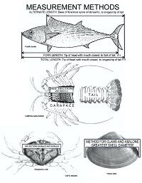 thumbnail sized photo of the officially recognized measurement methods for finfish and shellfish