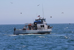 a commercial passenger fishing vessel cruising on open ocean surrounded by seagulls