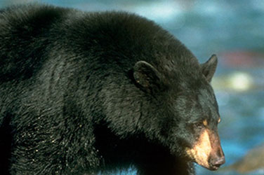 black bear habitat