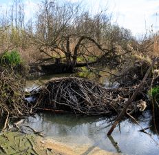 View from the outside of a beaver dam