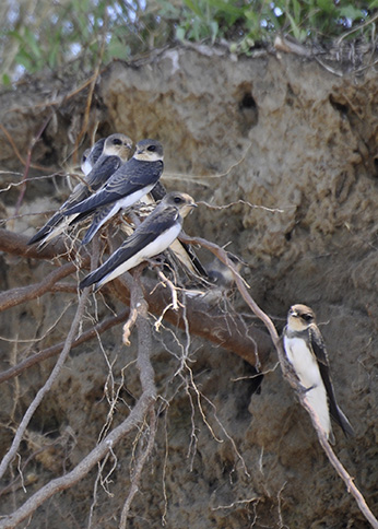 bank swallows