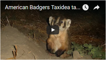 badger - link opens video in new window