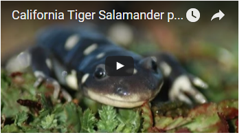 black salamander with white spots - link opens video in new window