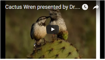 two birds atop a cactus - link opens video in new window