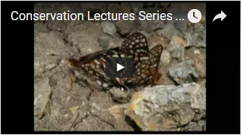 brown, white and orange butterfly - link opens video in new window