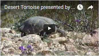 tortoise among desert shrubs - link opens video in new window