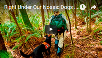 scientist and black dog in forest - link opens video in new window