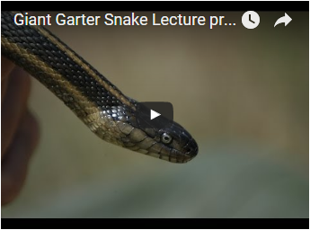 head and neck of small striped snake - link opens video in new window