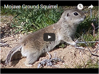 squirrel with small tail - link opens video in new window